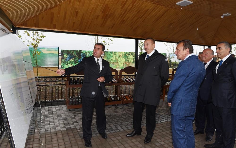 Prezident İlham Əliyev Şamaxıda üzüm bağları ilə tanış olub (FOTO)