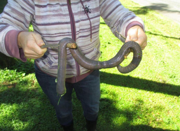 В Австралии сфотографировали земляного червя длиной почти в метр