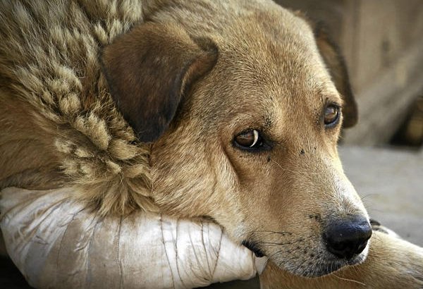 В Азербайджане планируют усилить ответственность за жестокое обращение с животными
