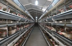 Ilham Aliyev visits poultry farm in Sabirabad district (PHOTO)