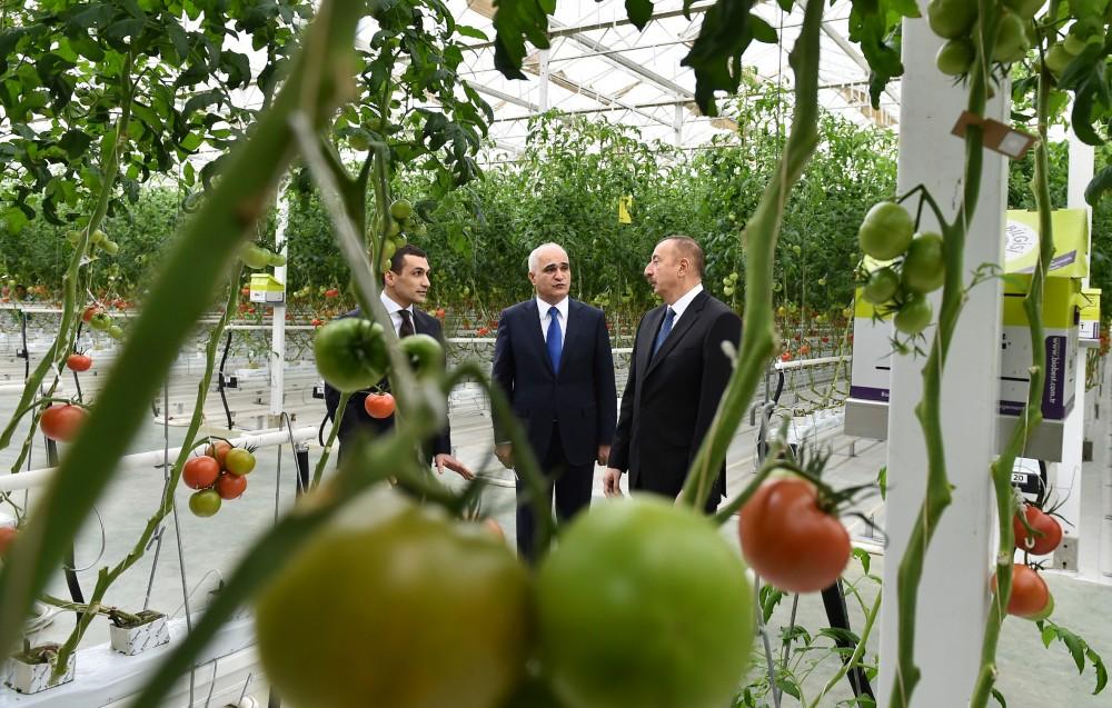 Президент Ильхам Алиев ознакомился с работой, проведенной в "BAKU AGROPARK" (ФОТО)