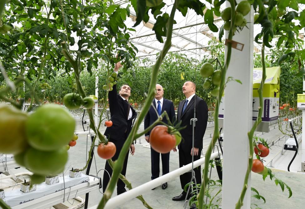 President Aliyev views work carried out in "Baku Agropark" in Zira settlement (PHOTO)