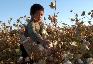 МОТ: В Узбекистане покончено с детским трудом на хлопковых полях