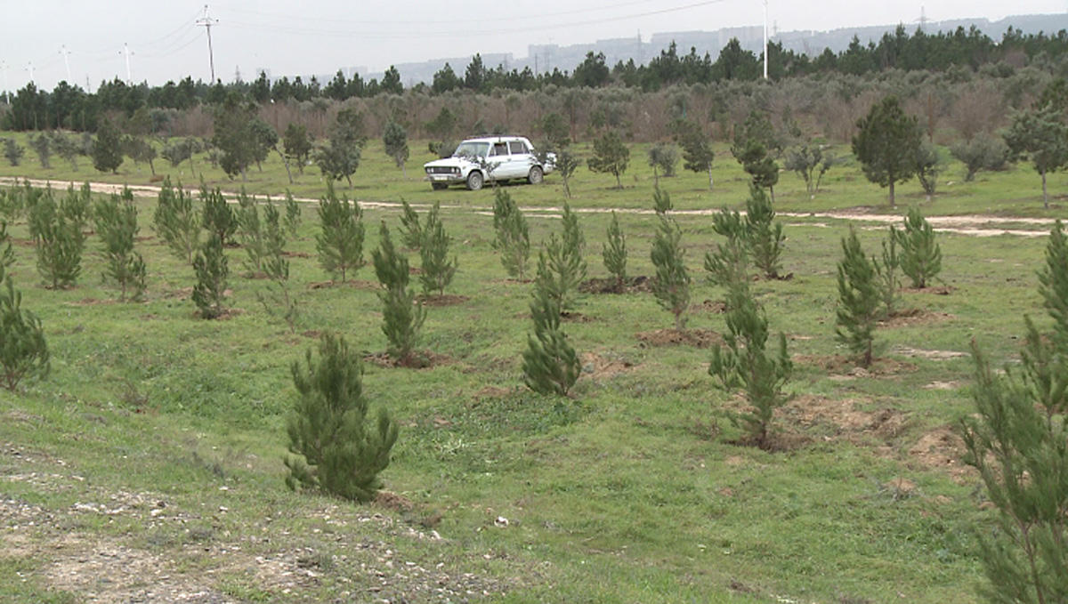На месте сгоревших лесных участков осенью будут посажены деревья - минэкологии Азербайджана