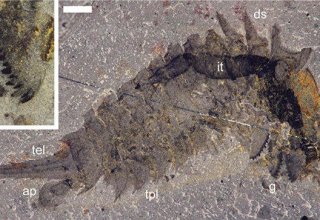Ученые нашли в Канаде останки доисторического кузена "Чужого"