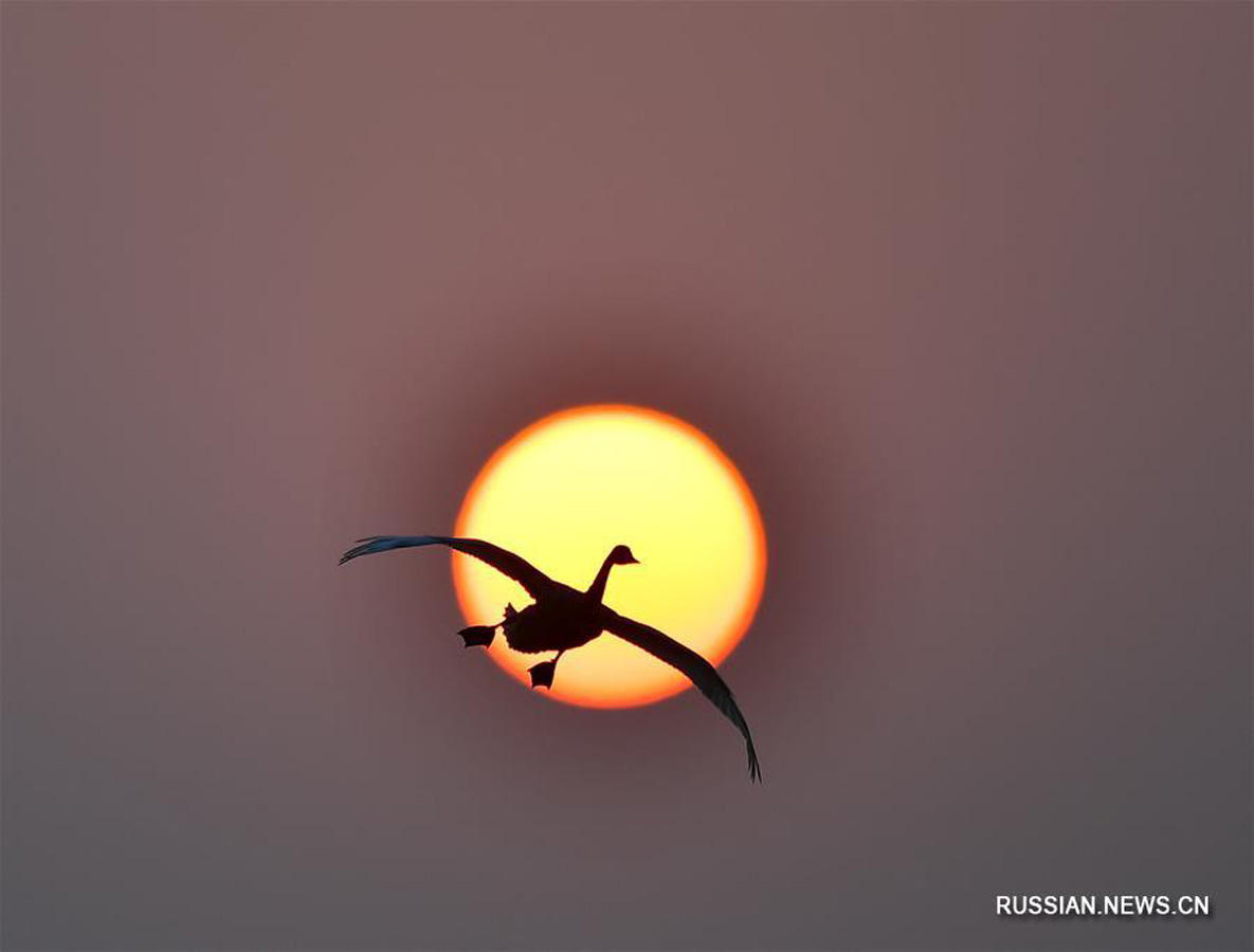 Перелетные птицы на закате в провинции Цзянси (ФОТО)