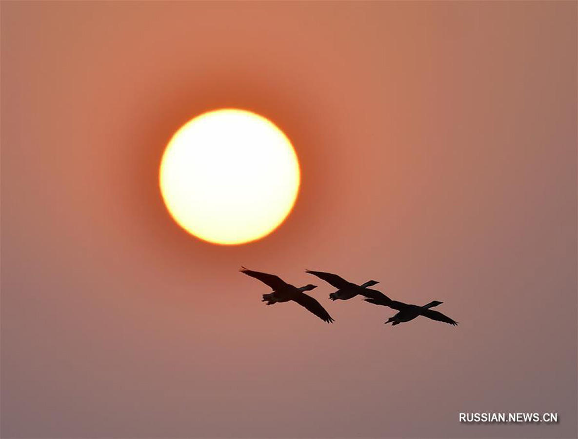 Перелетные птицы на закате в провинции Цзянси (ФОТО)