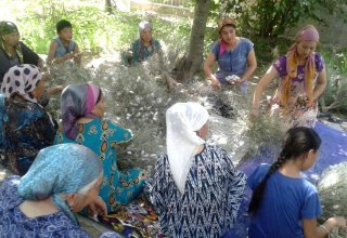 Uzbek silkworm breeders plan to harvest cocoons 3 times a year