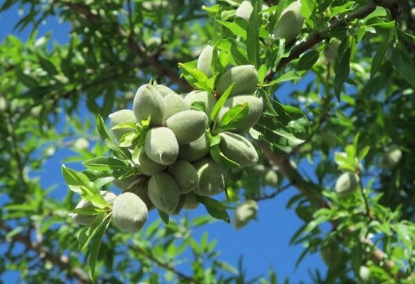 Almond orchards may appear in one of Baku settlements