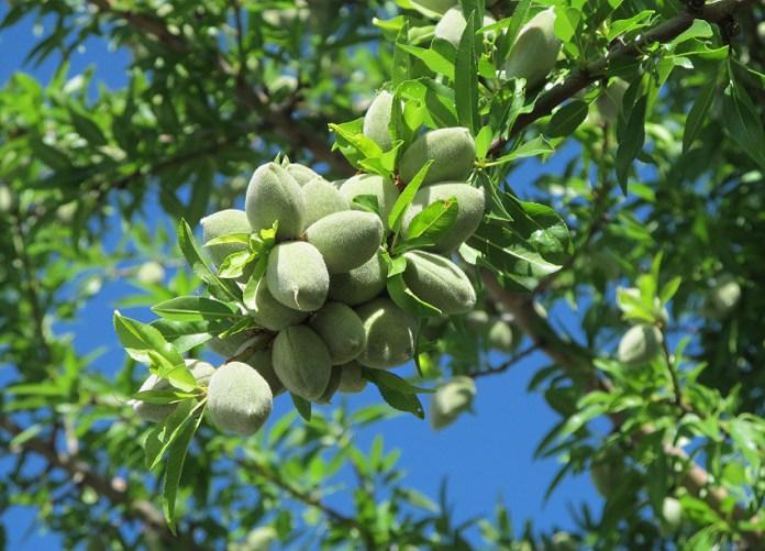 Almond orchards may appear in one of Baku settlements