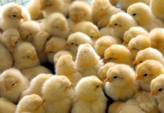Turkmenistan aims at exporting broiler chickens