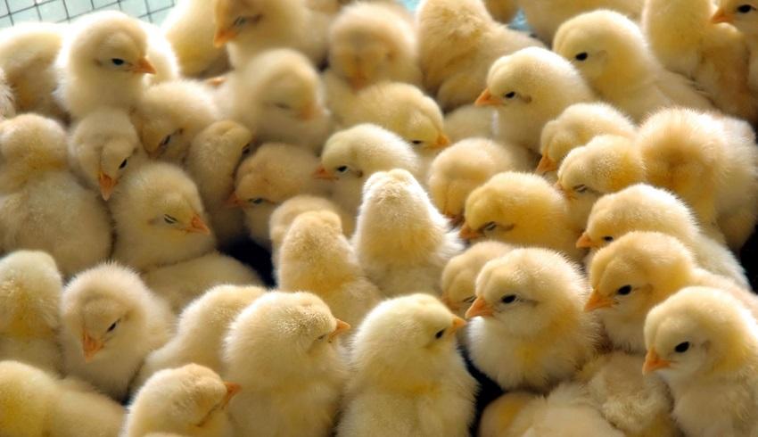 Georgia decreases live chickens export to Azerbaijan