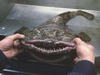 Əcaib dəniz canlıları - Rus balıqçıdan növbəti FOTOLAR