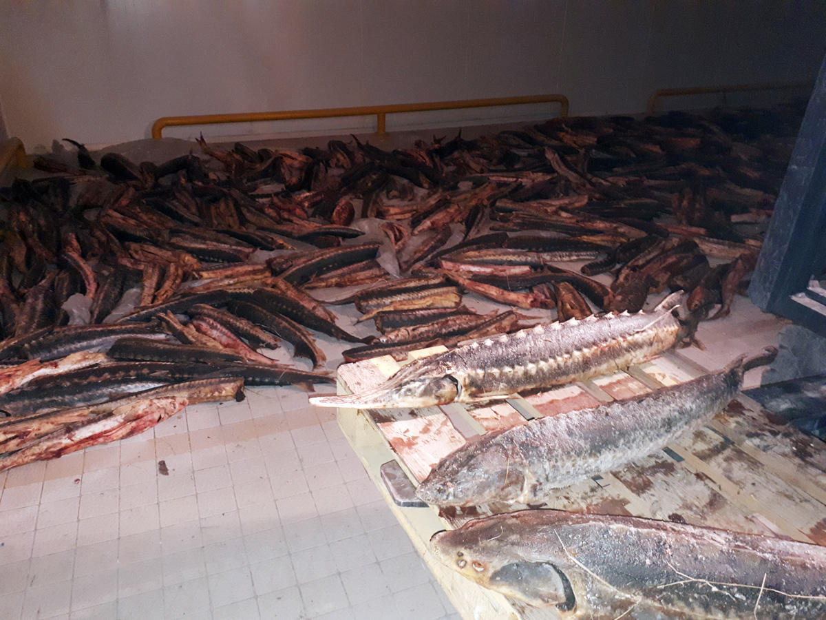 Külli miqdarda nərə balığının ölkəyə qanunsuz gətirilməsinin qarşısı alınıb (FOTO/VİDEO)