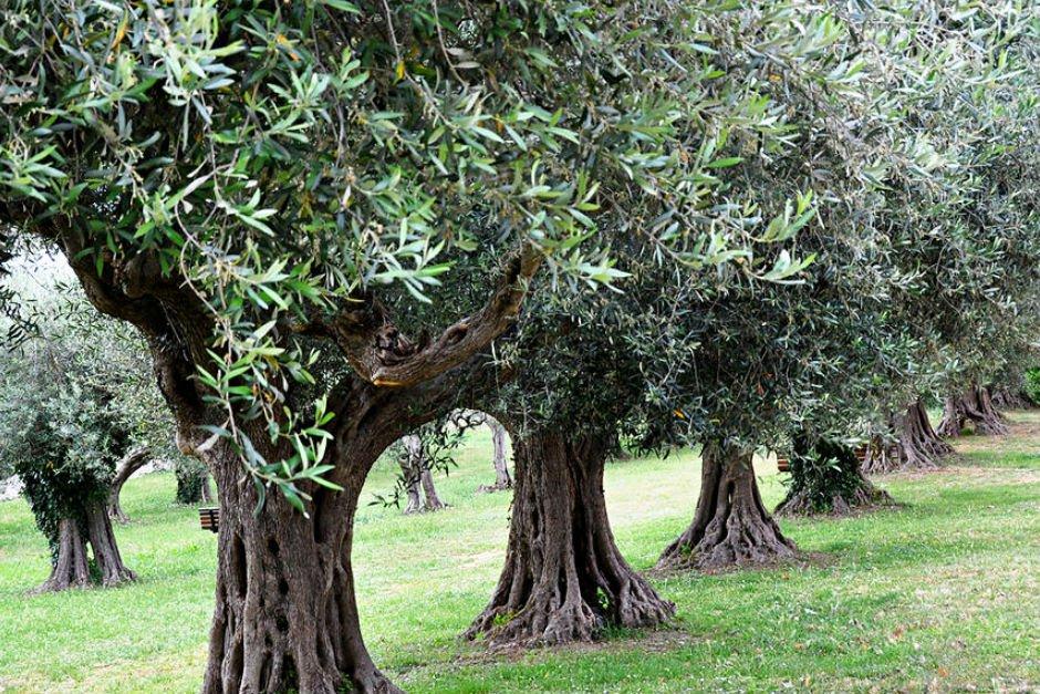 TAP cuts two olive trees infected by Xylella fastidiosa