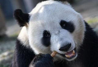 Заповедник в Китае напомнил об опасности панд