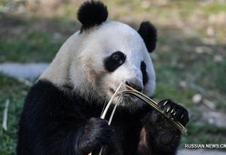 Зоопарк Вашингтона боится потерять панд из-за торговых споров с Китаем