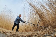Зимний урожай тростника приносит жителям деревни Лянгоуэр около 3 млн юаней в год (ФОТО)