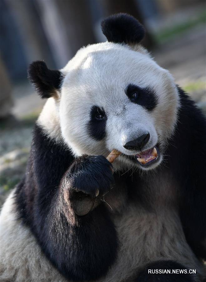 Заповедник в Китае напомнил об опасности панд
