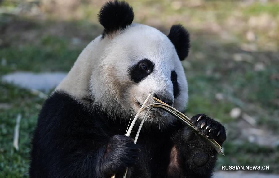 Зоопарк Вашингтона боится потерять панд из-за торговых споров с Китаем