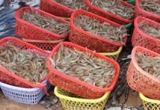 Iran’s shrimp export registers new record