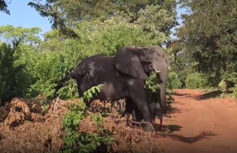 Fil turistlərin avtomobilinə hücum etdi - Dişini qırdı (VİDEO)