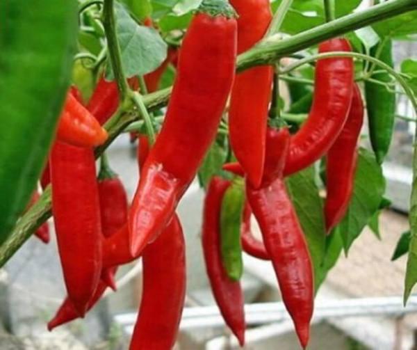 Uzbekistan expands its export of hot pepper