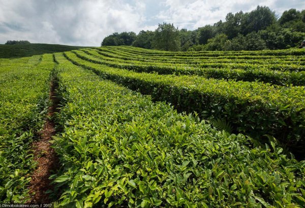 2027-ci ilədək çay yarpağı yığımının 11 dəfə artırılması nəzərdə tutulur