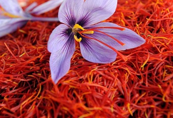 Iran highlights volume of saffron produced in Lorestan Province