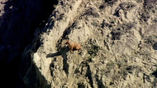 Американец упал со скалы, пытаясь спасти собаку