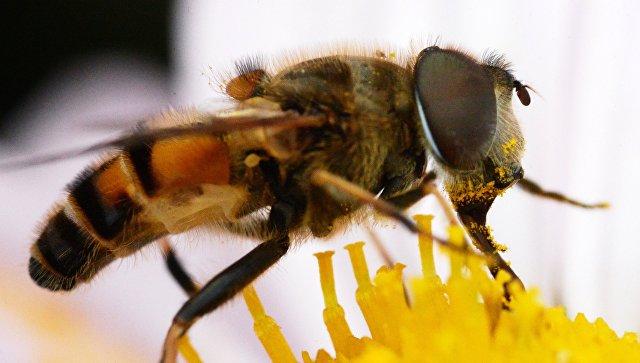 Meksikada arıların hücumu nəticəsində 20-dən çox insan xəsarət alıb