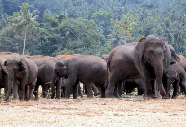 В Зимбабве обнаружили 11 слонов, умерших по непонятным причинам