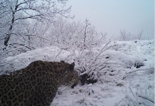 В Гирканском национальном парке сделаны фотографии еще одного леопарда (ФОТО)
