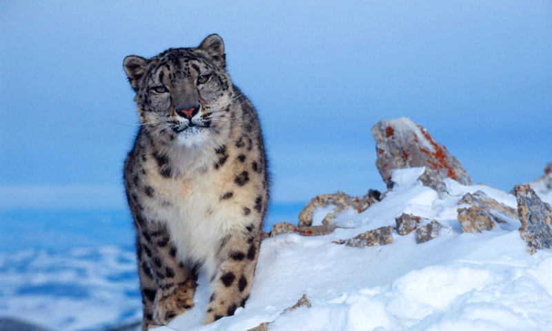 IV World Forum for conservation of snow leopard and its ecosystems will be held in Kyrgyzstan