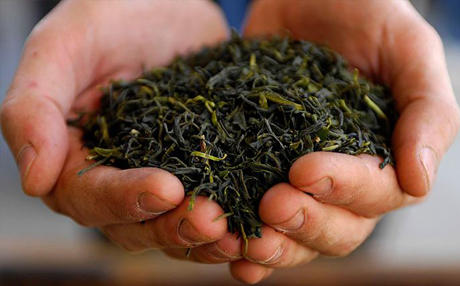 Azerbaijan’s major tea producer to enter European market