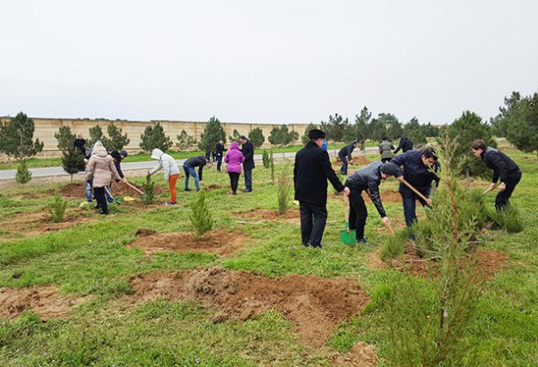 За 15 лет в Азербайджане посадили 100 миллионов деревьев