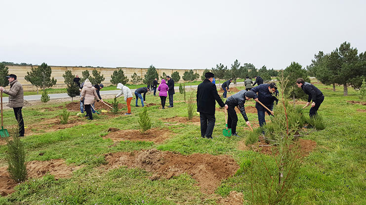 За 15 лет в Азербайджане посадили 100 миллионов деревьев