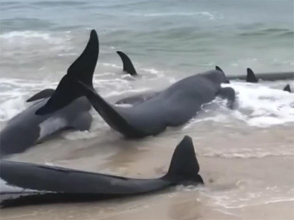 Avstraliyada 150 delfin özünü sahilə atıb (VİDEO)