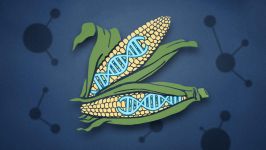 Hansını seçək: təbii qida məhsullarını, yoxsa GMO-ları? - Gallery Thumbnail