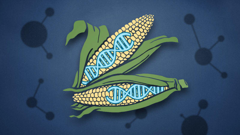 Hansını seçək: təbii qida məhsullarını, yoxsa GMO-ları?