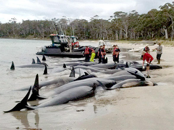 Argentinada 68 delfin özünü sahilə atıb