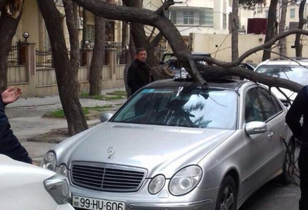 BŞİH sürücülərə: Avtomobilləri ağacların altında park etməyin (ÖZƏL)