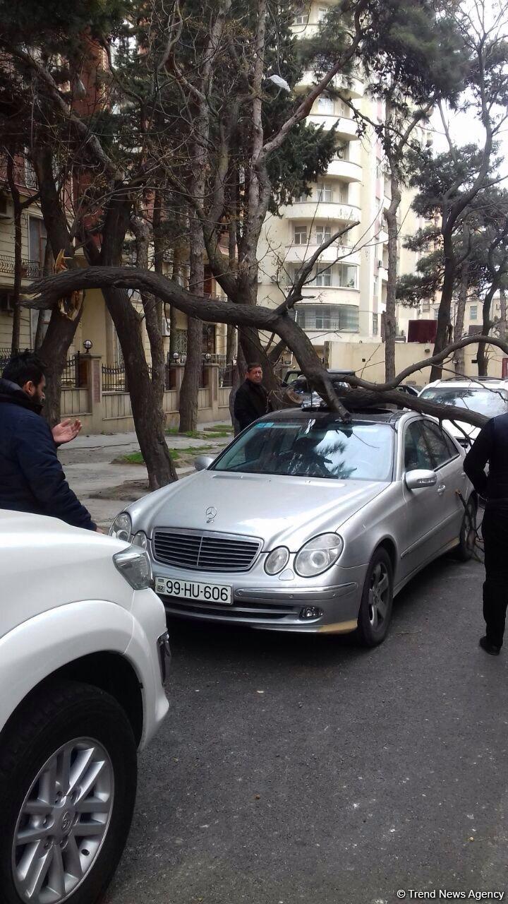 Küləyin aşırdığı ağac yolu bağladı - Bakıda Aşıq Alı küçəsində (FOTO)