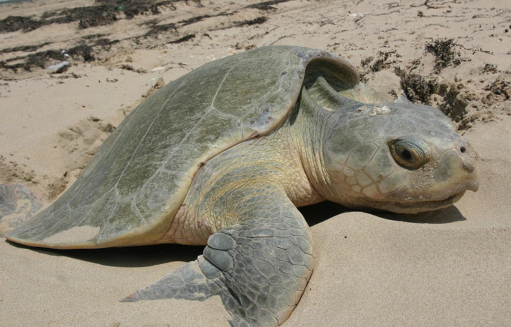 Пляж Мумбая за два года из свалки превратился в место размножения уязвимого вида черепах