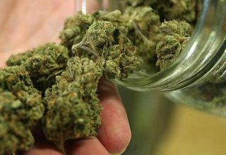 Kazakh company looking to establish medical cannabis production