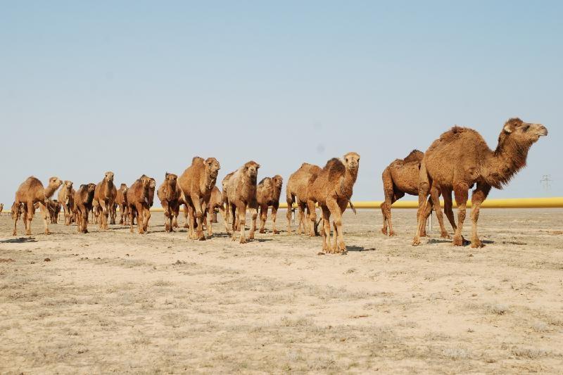 Uzbekistan purchases camels from Kazakhstan