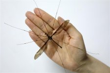 В китайской провинции Сычуань обнаружен гигантский комар (ФОТО)