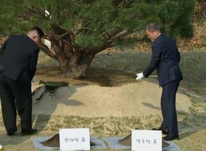 Şimali Koreya və Cənubi Koreya liderləri də ağac əkdilər - Şam ağacı