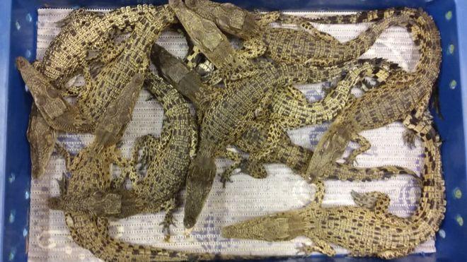 Пограничники изъяли 50 крокодилов в лондонском аэропорту Хитроу (ФОТО)