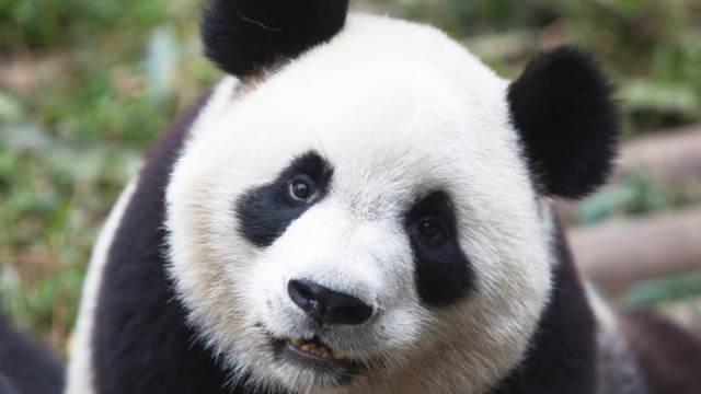 Pandalar kütləvi şəkildə qırılır